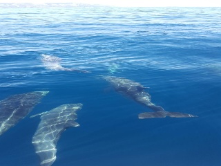 dolphins croatia