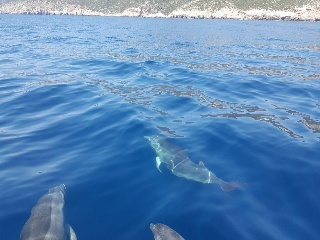 dolphins in croatia
