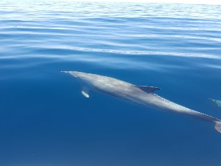dolphins croatia